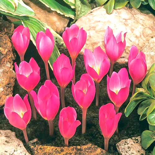 Крокус Зонатус изображение 1 артикул 67345