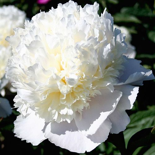 Пион Уайт артикул фото 1 Пион Уайт изображение 1 артикул 2957