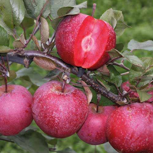 Яблоня Ред Кетти (красная мякоть) изображение 1 артикул 9657