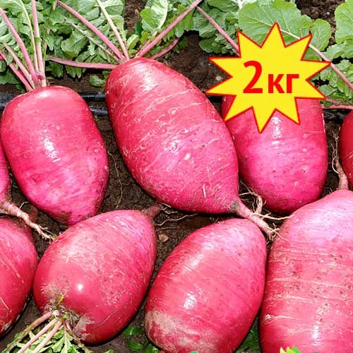 Дайкон Сверхредиска РР  F1, семена изображение 1 артикул 7701