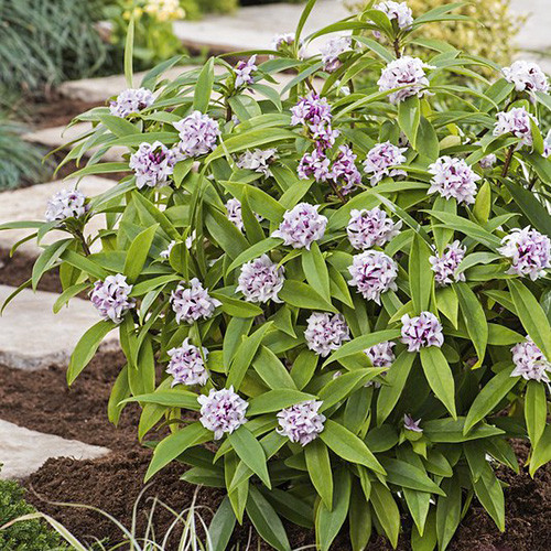 Дафна Пефьюм Принцесс изображение 2 артикул 3982