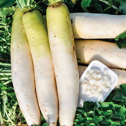 Дайкон Нежно-сахарный F1 артикул фото 1 Дайкон Нежно-сахарный F1 изображение 1 артикул 69874