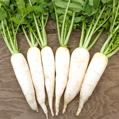 Дайкон Снежно-белый гигант F1 Уральский дачник изображение 1 артикул 74156