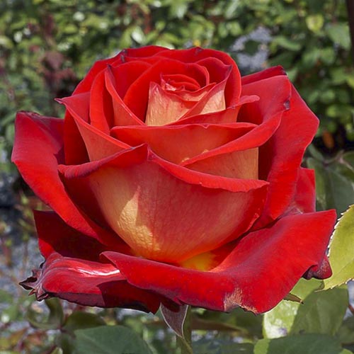 Роза чайно-гибридная Биколетте (Bicolette) изображение 1 артикул 2106