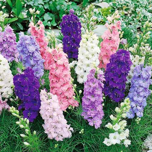 Дельфиниум Цветные фонтаны F2, смесь окрасок изображение 1 артикул 69936