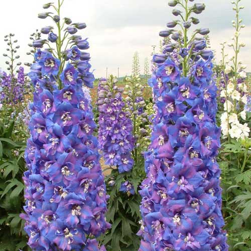 Дельфиниум Двуцветные звезды F2 изображение 1 артикул 69935