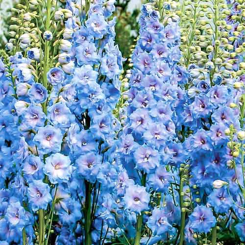 Дельфиниум Голубое кружево Русский огород НК изображение 1 артикул 69934