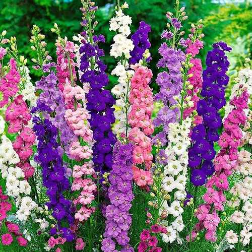 Дельфиниум Король Лондона, смесь окрасок Premium Seeds изображение 1 артикул 83904