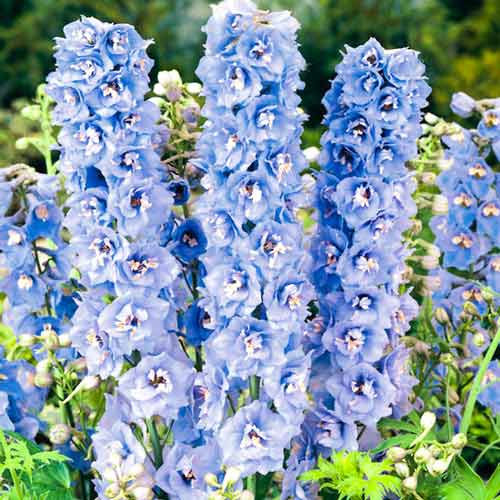 Дельфиниум Летнее небо, семена изображение 1 артикул 65837