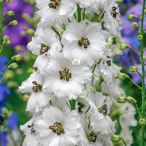 Дельфиниум Новозеландский гигант Ангел F1 изображение 1 артикул 71320