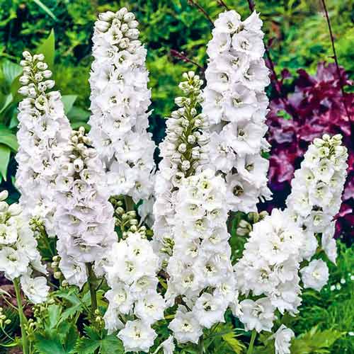 Дельфиниум Новозеландский гигант Белый рыцарь F1 изображение 1 артикул 71321