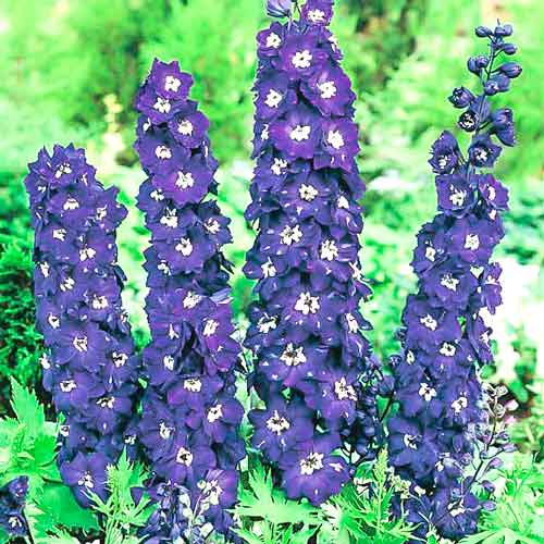 Дельфиниум Новозеландский гигант Фаворит F1 изображение 1 артикул 71326