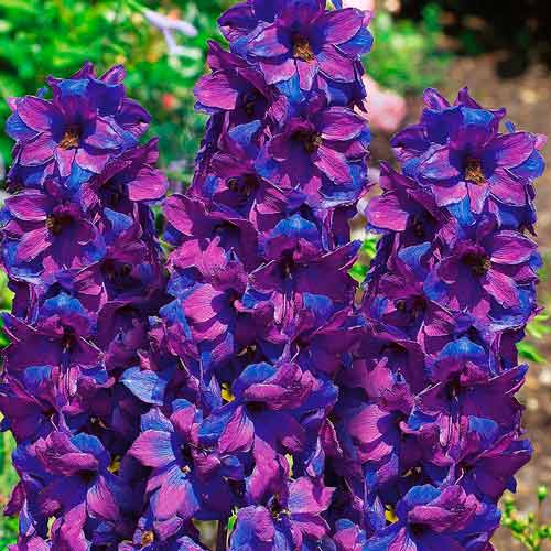 Дельфиниум Новозеландский гигант Пурпурное пламя F1 изображение 1 артикул 71324