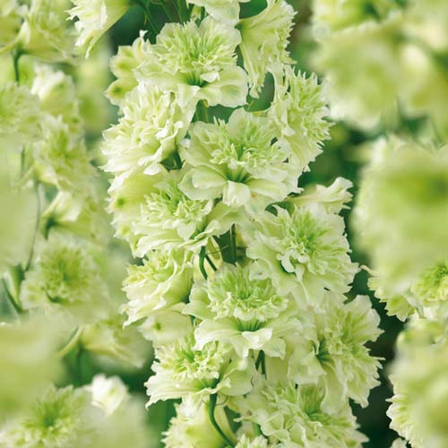 Дельфиниум Новозеландский гигант Зеленый принц F1 изображение 1 артикул 71323