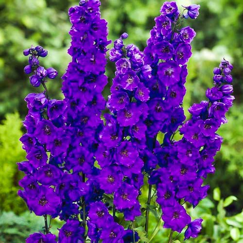 Дельфиниум Пацифик Гиант Блэк Найт изображение 1 артикул 68665