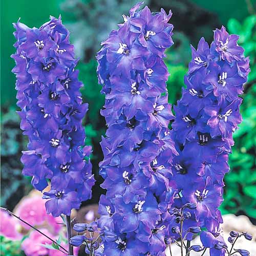 Дельфиниум Пацифик Кинг Артур изображение 1 артикул 68667