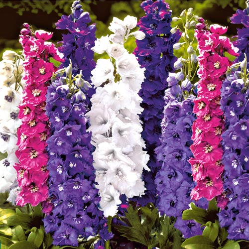 Дельфиниум Вальс цветов, смесь окрасок изображение 1 артикул 9817_1