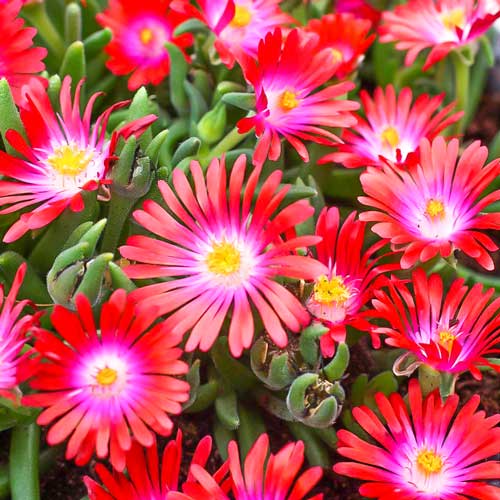 Делосперма Джевел оф Десерт Гарнет изображение 1 артикул 68662