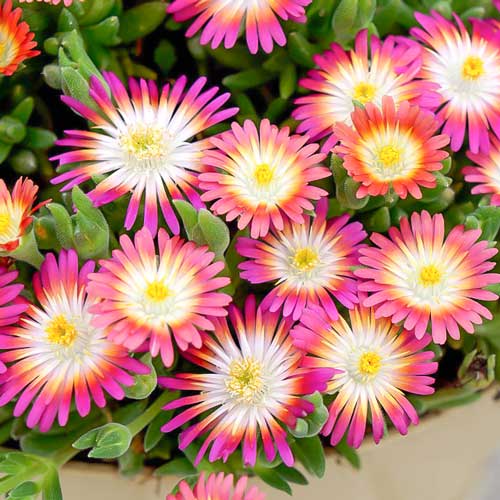 Делосперма Джевел оф Десерт Руби изображение 1 артикул 68660