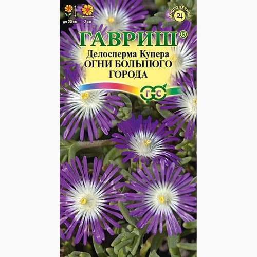 Делосперма Купера Огни большого города Гавриш изображение 1 артикул 97679