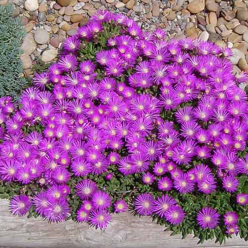 Делосперма Тейбл Маунтин изображение 1 артикул 68659