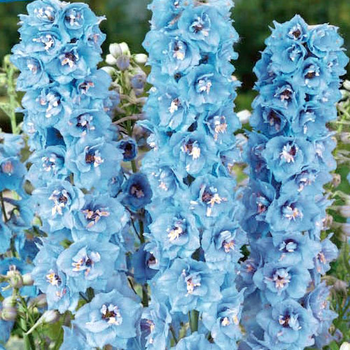 Дельфиниум Кливеден Бьюти изображение 1 артикул 6197