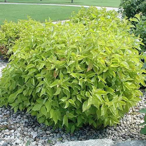 Дерен белый Ауреа изображение 1 артикул 4748