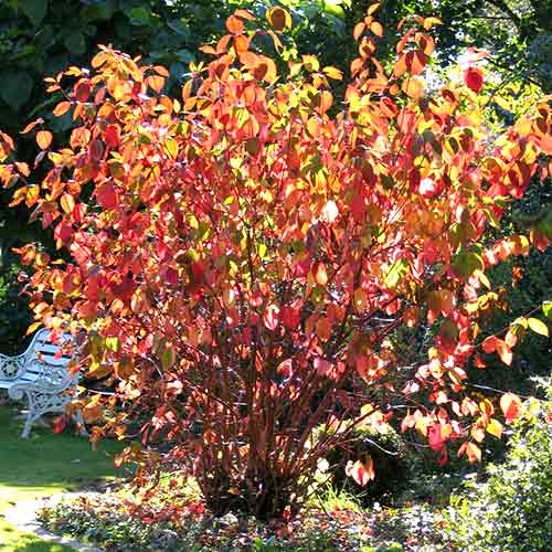 Дерен белый Сайбериан Перл изображение 1 артикул 4747