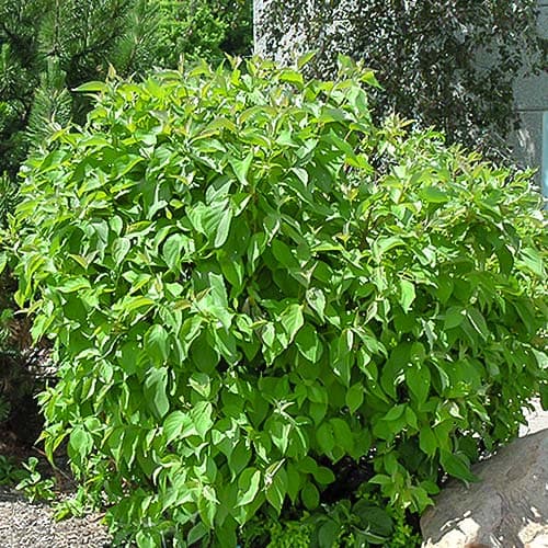 Дерен белый Сибирика изображение 1 артикул 9044