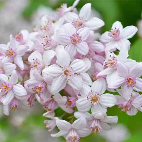 Дейция гибридная Mont Rose изображение 1 артикул 4039