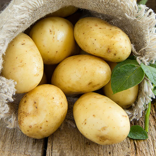 Картофель Ассоль изображение 1 артикул 5664