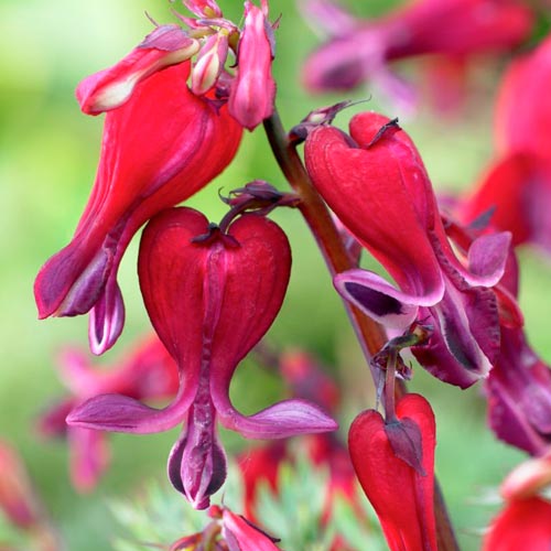 Дицентра Файер Айлэнд изображение 1 артикул 76223