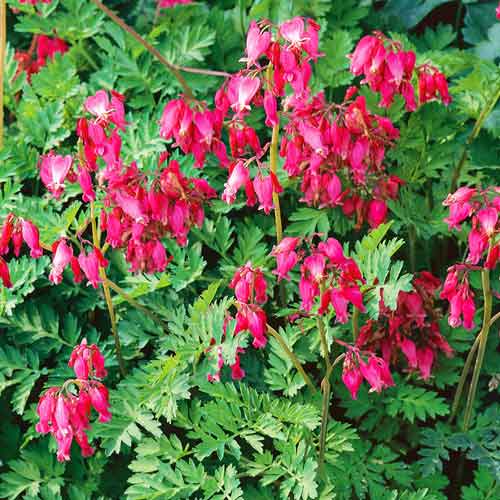 Дицентра Исключительная изображение 1 артикул 71327