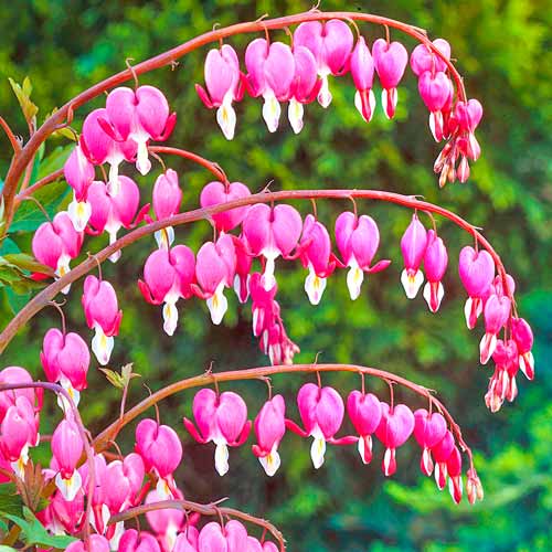 Дицентра Валентина изображение 1 артикул 76224