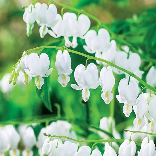 Дицентра великолепная Альба изображение 1 артикул 68281