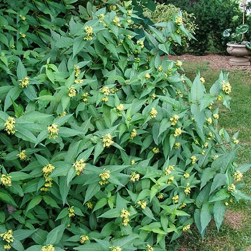 Диервилла Баттерфляй изображение 1 артикул 3985