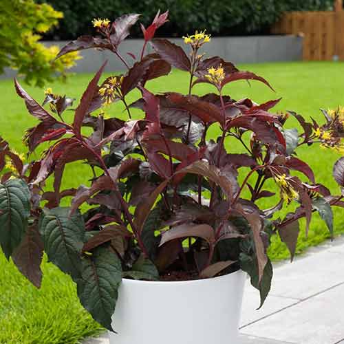 Диервилла блестящая изображение 1 артикул 3942