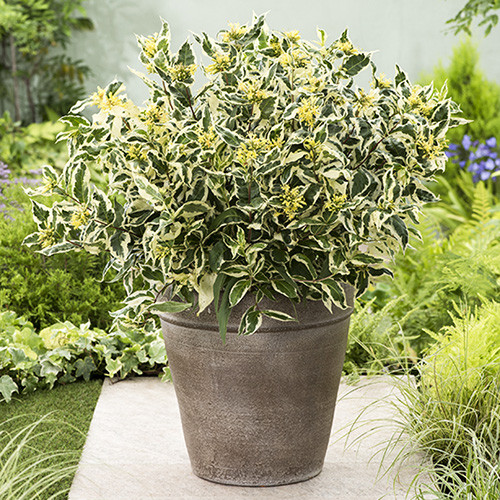 Диервилла Кул Сплеш изображение 1 артикул 3986