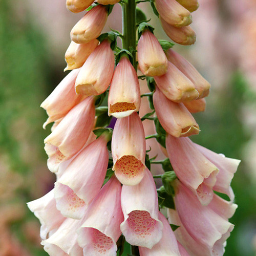 Наперстянка Априкот Бьюти изображение 2 артикул 7202