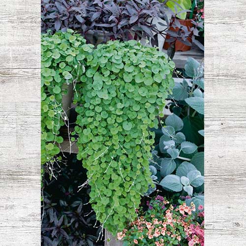 Дихондра Изумрудные нити изображение 1 артикул 82121