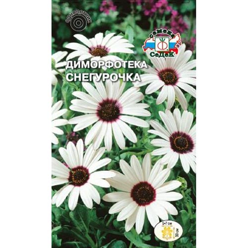 Диморфотека Снегурочка, семена изображение 1 артикул 93779