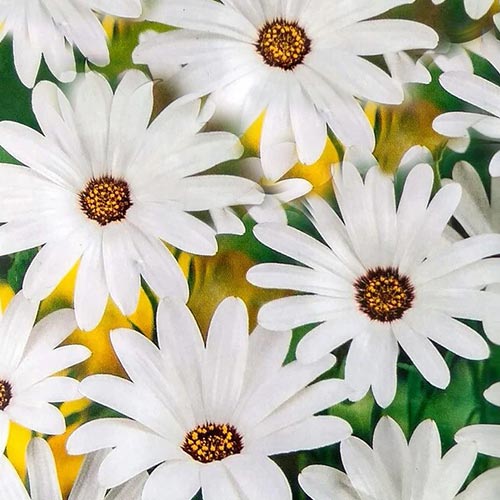 Диморфотека Веселая кадриль, смесь окрасок артикул фото 1 Диморфотека Веселая кадриль, смесь окрасок изображение 1 артикул 94794