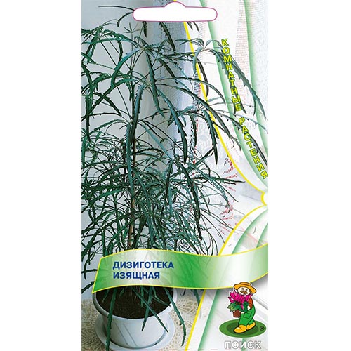 Дизиготека изящная, семена изображение 1 артикул 92976