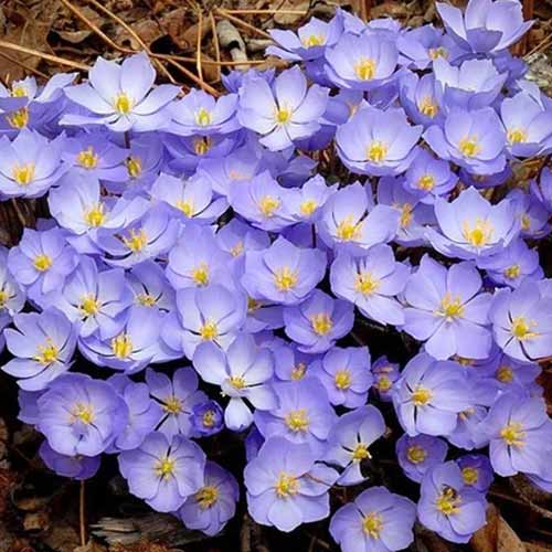 Джефферсония сомнительная Веснянка, семена изображение 1 артикул 66069