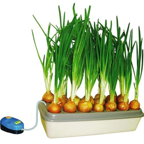 Домашняя установка: «Луковое счастье» изображение 1 артикул 85214