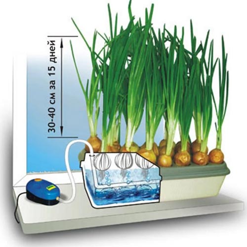 Домашняя установка: «Луковое счастье» изображение 2 артикул 85214