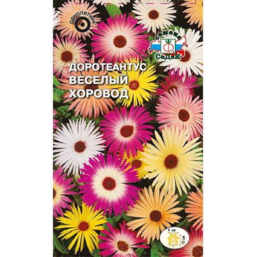 Доротеантус маргаритковидный Веселый хоровод, смесь окрасок изображение 1 артикул 93781