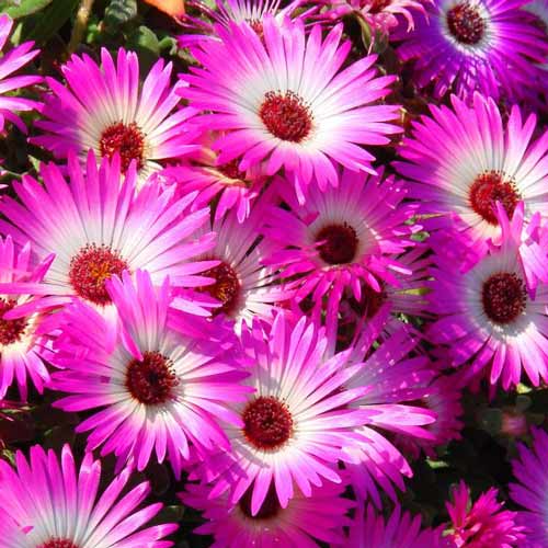 Доротеантус  Темно-розовый изображение 1 артикул 71328