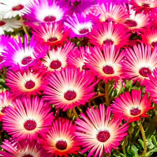 Доротеантус Ярко-красный изображение 1 артикул 71329