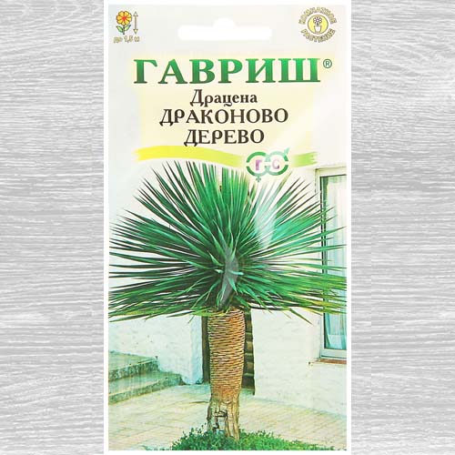 Драцена Драконово дерево изображение 1 артикул 73731